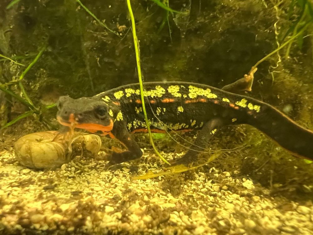 Japanese gold dust firebelly newt 