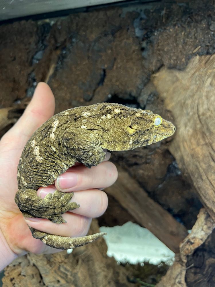 Me holding a leachianus gecko as if it were a gun