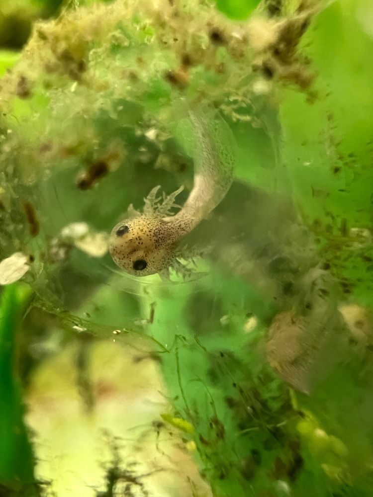 Larval axolotl about to hatch from egg