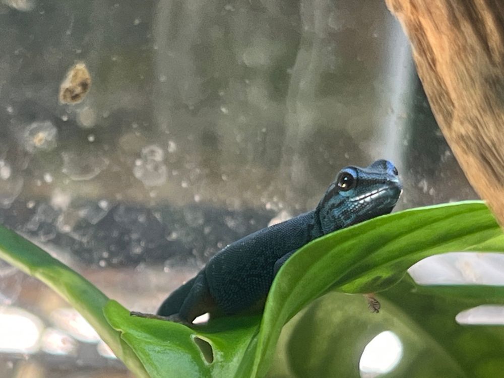 Lygodactylus williamsi male 