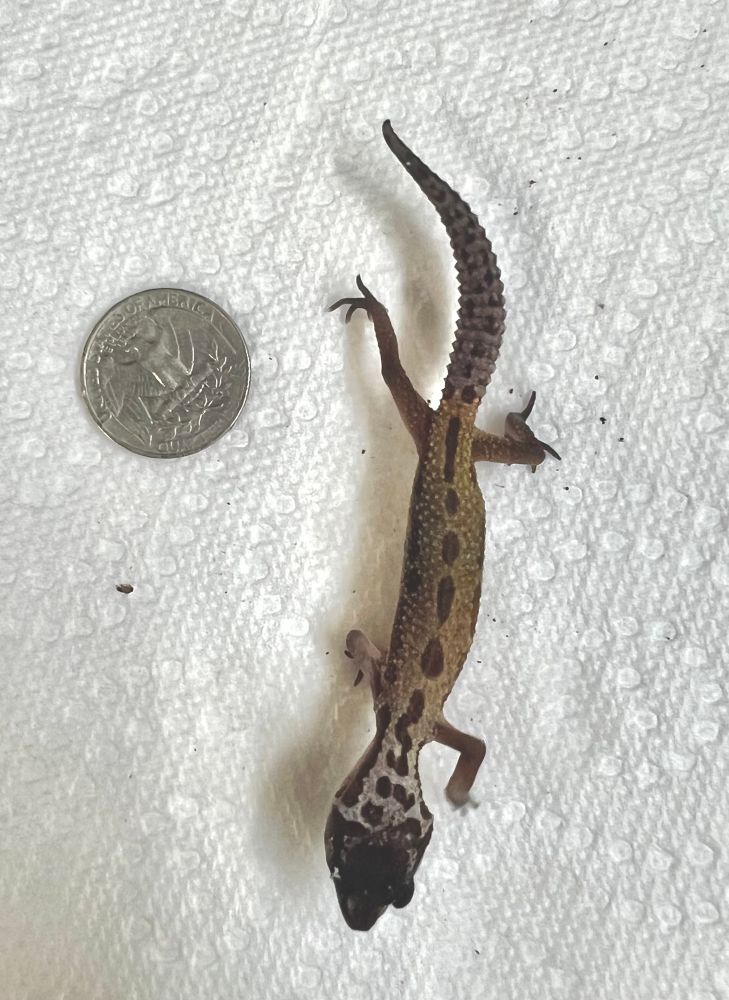An orange gecko with a line of brown spots down its back, a whitish neck and a black head. It’s next to a US quarter coin for scale, and is about 3.5” long.