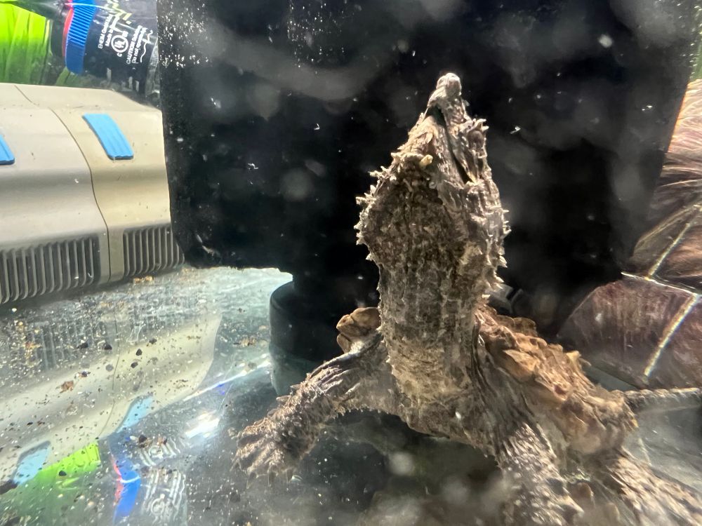 Baby alligator snapping turtle