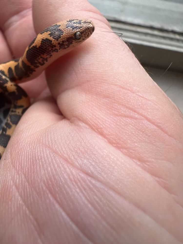 Normal orange and anery baby sand boas