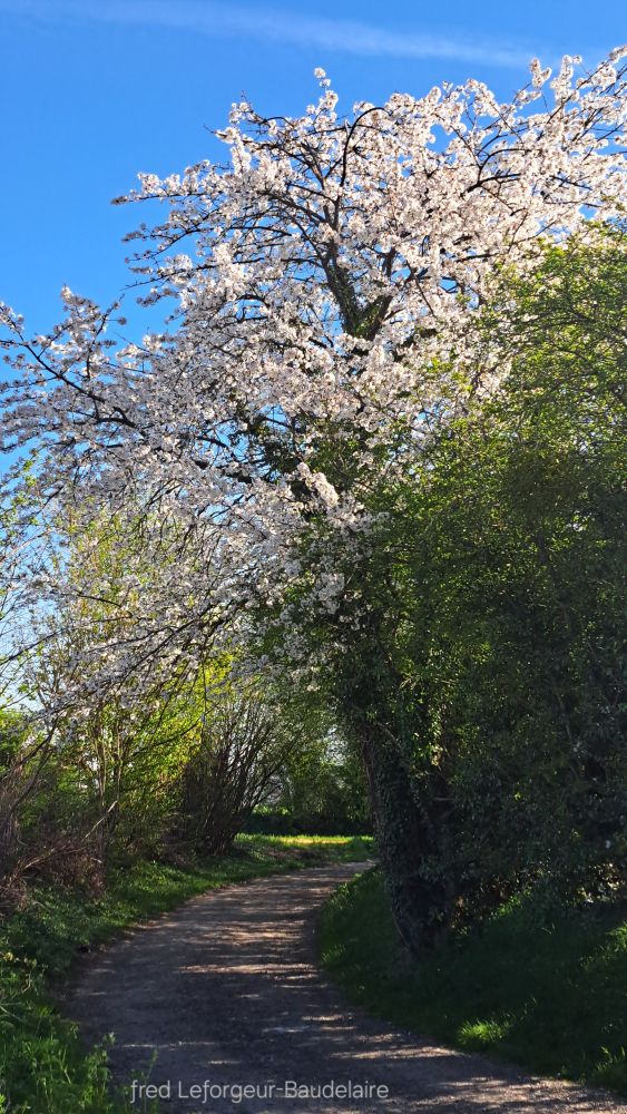 “It's likely that i haven't succeeded in life. I hope i can at least succeed in my death„

— ƒred.Leƒorgeur-Baudelaire

“Il est probable que je n'ai pas réussi ma vie avec éclat. Pourvu que je puisse au moins réussir mon trépas„