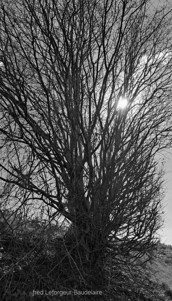 “The trials of time have impoverished my skin, my bones and my vital organs, but have enriched my soul with the most beautiful of essences : love. This mysterious feeling that stands up to the trials of all times.„

— ƒred Leƒorgeur-Baudelaire

“Les épreuves du temps ont appauvri ma peau, mes os et mes organes vitaux, mais ont enrichi mon âme de la plus belle des essences qui s'appelle l'amour. Ce mystérieux sentiment qui fait face aux épreuves de tous les temps.„