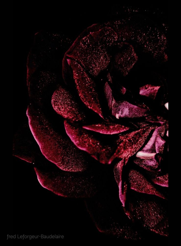 “I have no greater desire than to be pierced, at every intimacy, by the most mysterious and secret voluptuousness of ineffable love.„

ƒred Leƒorgeur-Baudelaire 

“Il ne m'est plus grand désir que celui d'être transpercé, à chaque intimité, par la plus mystérieuse et la plus secrète volupté que procure un amour ineffable.„