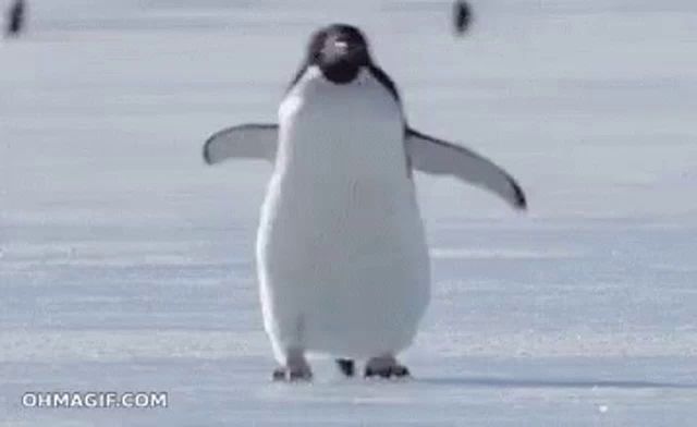 a penguin is standing on top of a snow covered surface .