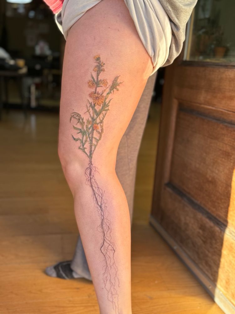 A leg tattoo from outer thigh to outer ankle including the above ground and root structure of the Silphium laciniatum, or compassplant. 
