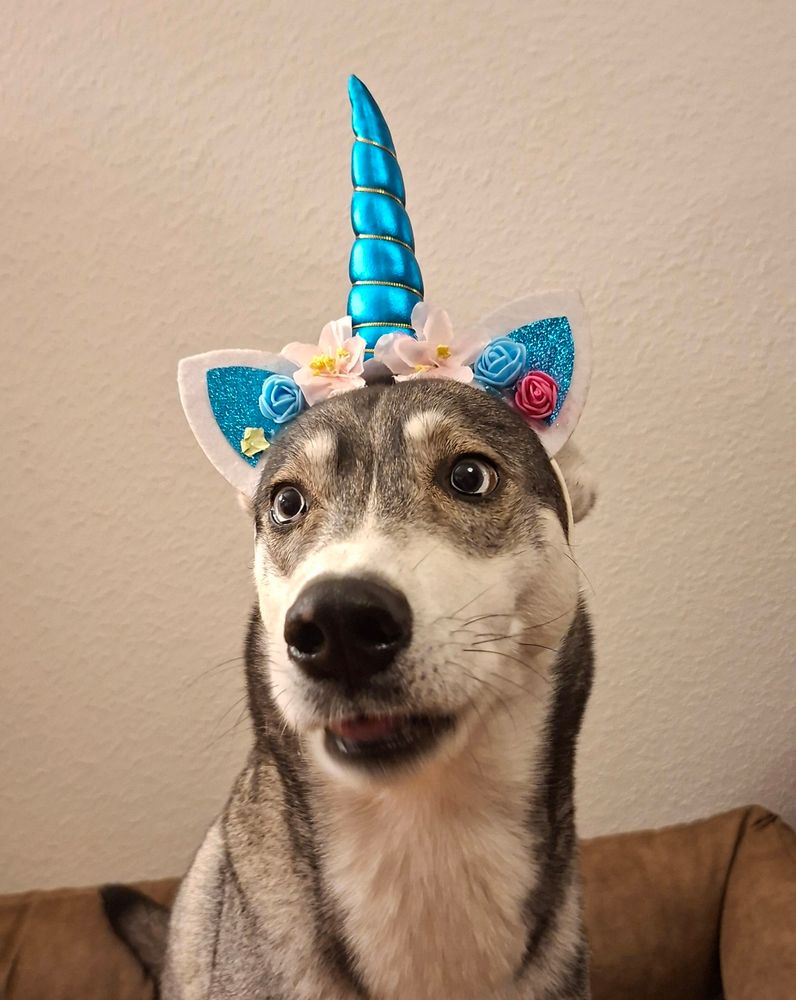 Husky als Einhorn. Für 10 Frolic Honorar machte unser Model mit.