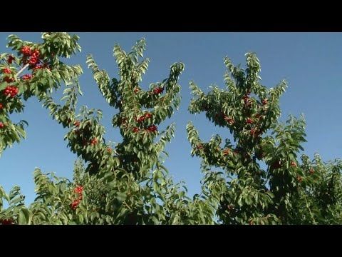 Tariffs impact on California agriculture