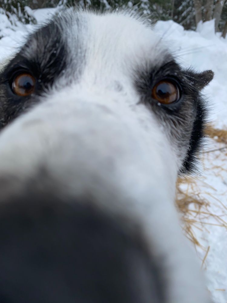 Blowhole sniffs the camera. He has wide brown eyes with black patches around them, and little eyebrow whiskers poking up. There's a beautiful snowy background.