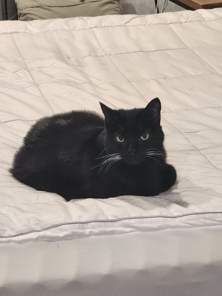 A black cat on an unmade bed