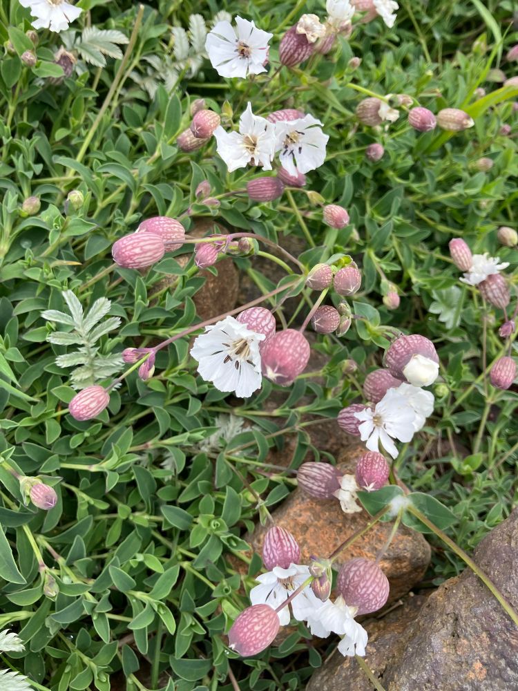 Sea campion, white flowers with pink bulb growing amongst rocks.