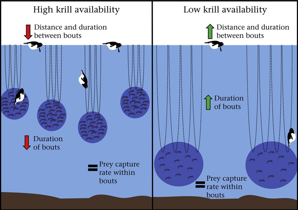 Comparative drawing of penguins diving under high or low krill availability. Under high krill availability we can see that the penguins dive less deep, for shorter bouts, and with less distance and duration between bouts. The prey capture within bouts remains constant under high and low krill availability though. 