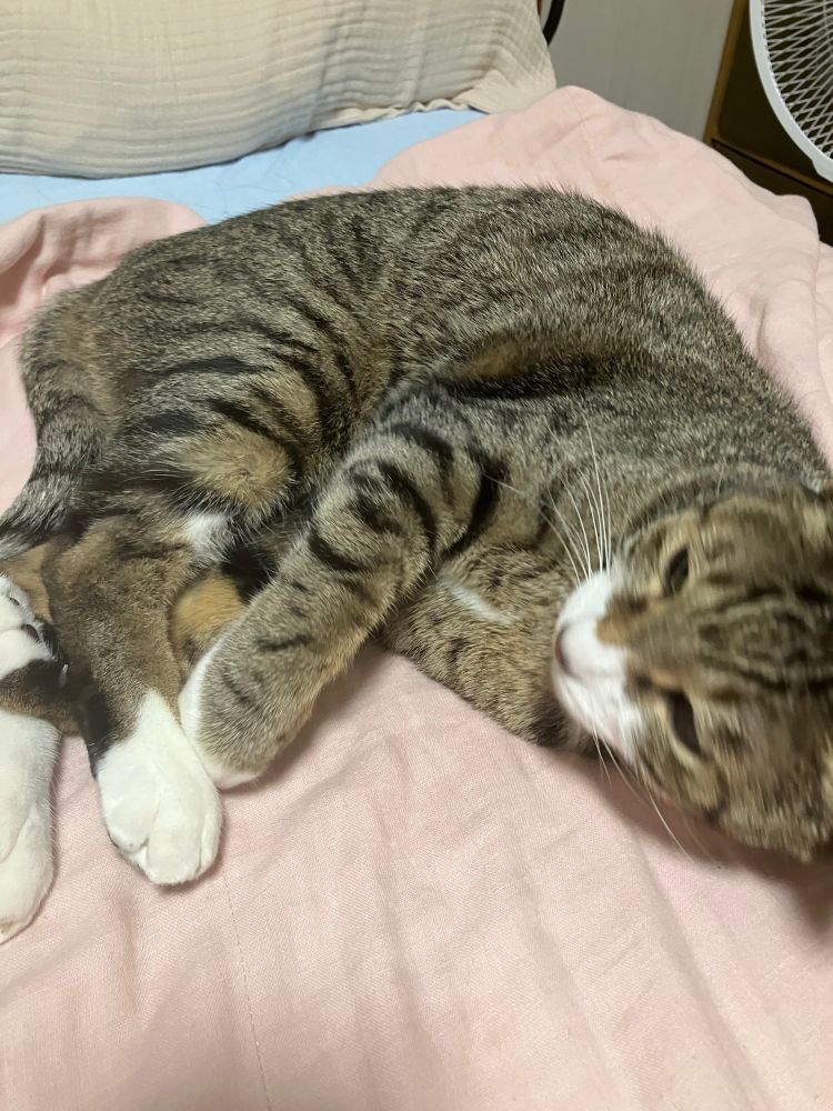 ころんころん