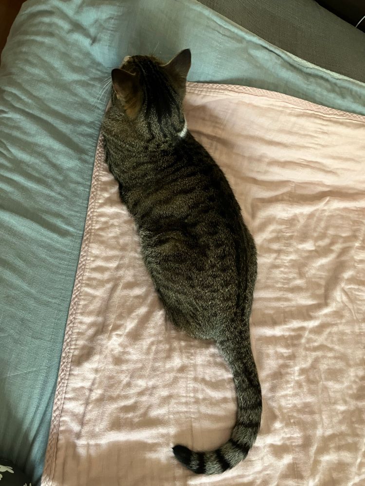 しっぽくるん