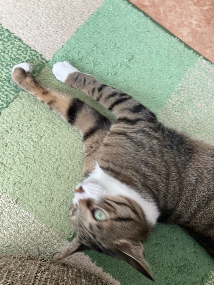ばりばりっ