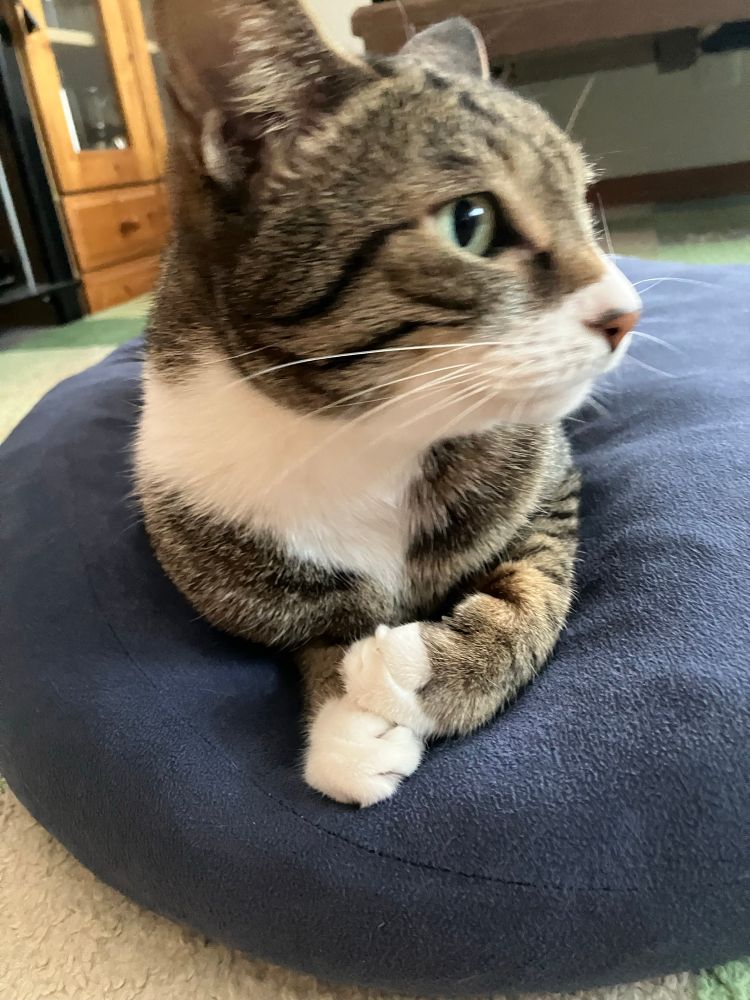 相変わらず写真撮るのが下手な飼い主と、目線をくれないかわいいさん