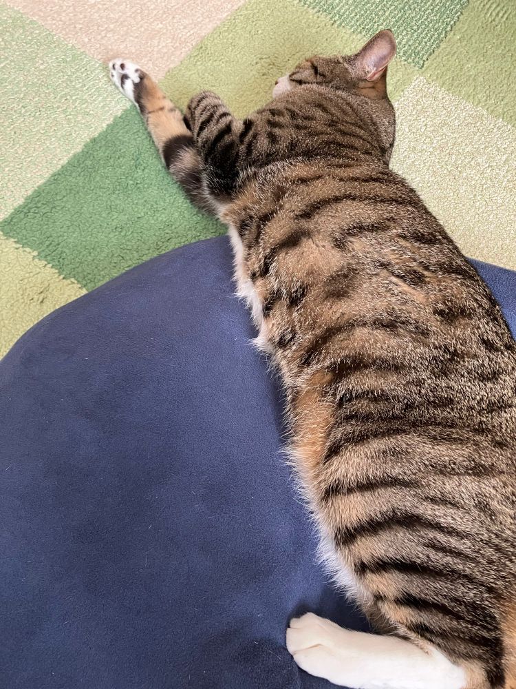溶け出すかわいいちゃん