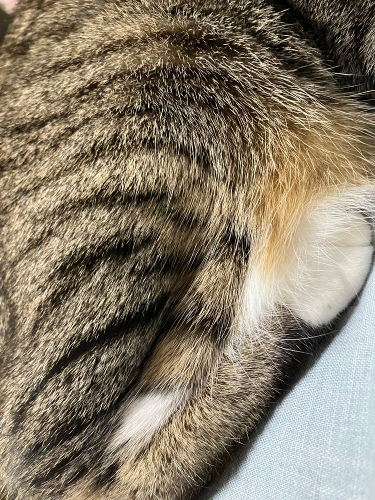 魅惑のふかふか😻おなかの毛