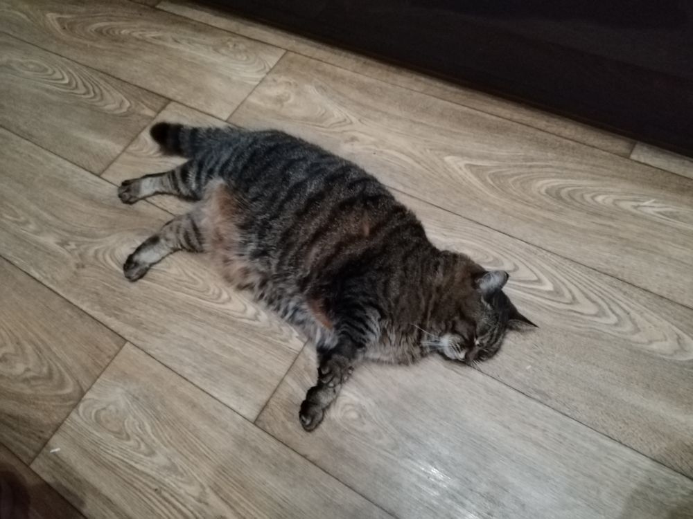 fat brown tabby cat lying on her side 
