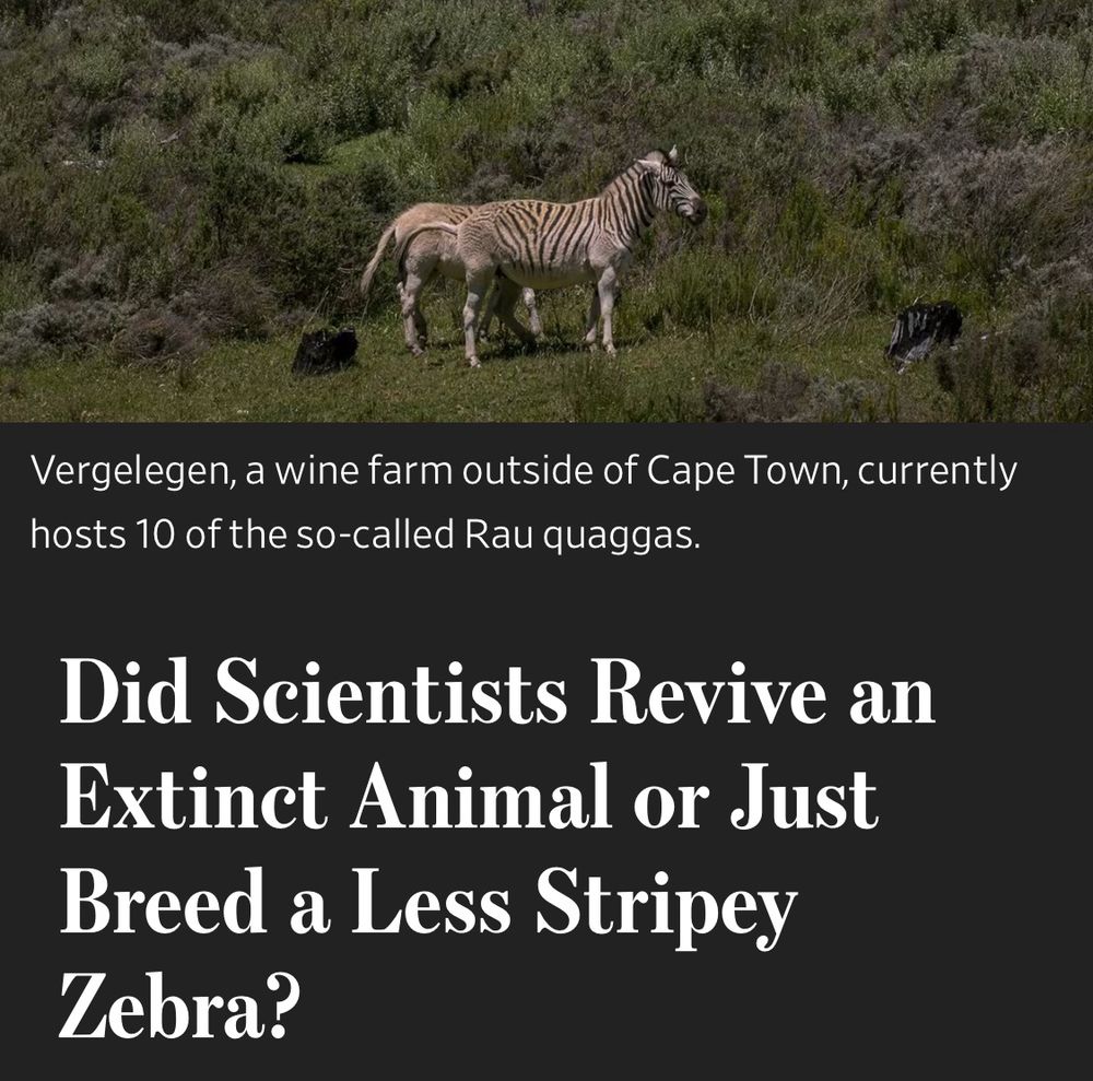 A light brown zebra with faded stripes stands on a grassy hillside at Vergelegen wine farm near Cape Town. Unlike typical zebras, its stripes are less pronounced and fade into a plain brown color on its lower body. The animal is photographed against a backdrop of dense green vegetation and a bright blue sky with a single white cloud. Below the image is a headline in white text asking "Did Scientists Revive an Extinct Animal or Just Breed a Less Stripey Zebra?"​​​​​​​​​​​​​​​​