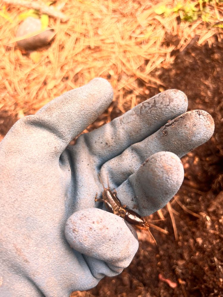 Photo of a mole cricket in a gardening glove