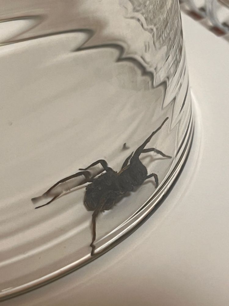 Wolf spider under a glass with so so many tiny babies on her abdomen she is being a good mum 