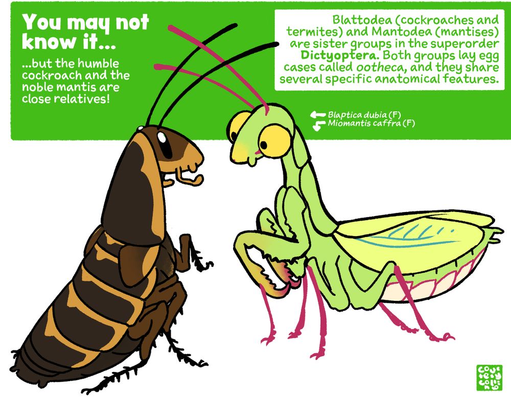 Illustration of a dubia roach (Blaptica dubia (F)) meeting a springbok mantis (Miomantis caffra (F)).

You may not know it, but the humble cockroach and the noble mantis are close relatives!
Blattodea (cockroaches and termites) and Mantodea (mantises) are sister groups in the superorder Dictyoptera. Both groups lay egg cases called ootheca, and they share several specific anatomical features.