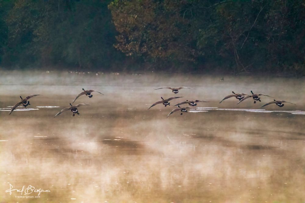 A flock of Canadian geese hover above a fog covered river before making a landing