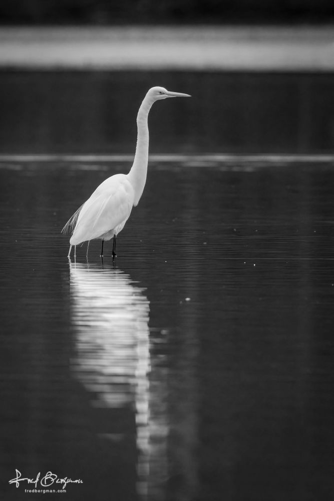 White egret standing in shallow water with a reflection