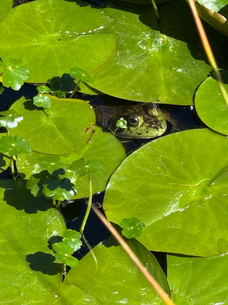 A green speckled frog hiding in lilypads, from the Arboretum in Seattle