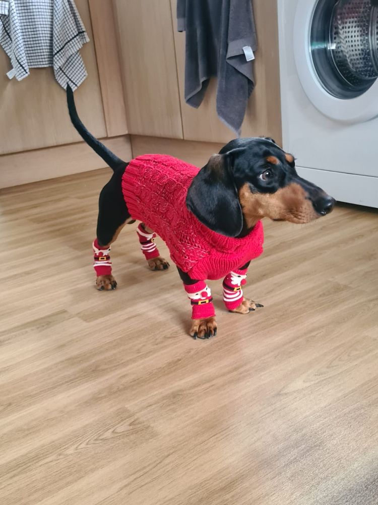 A miniature dachshund models a red Christmas jumper and Santa Claus leg warmers with as much dignity as he can muster.