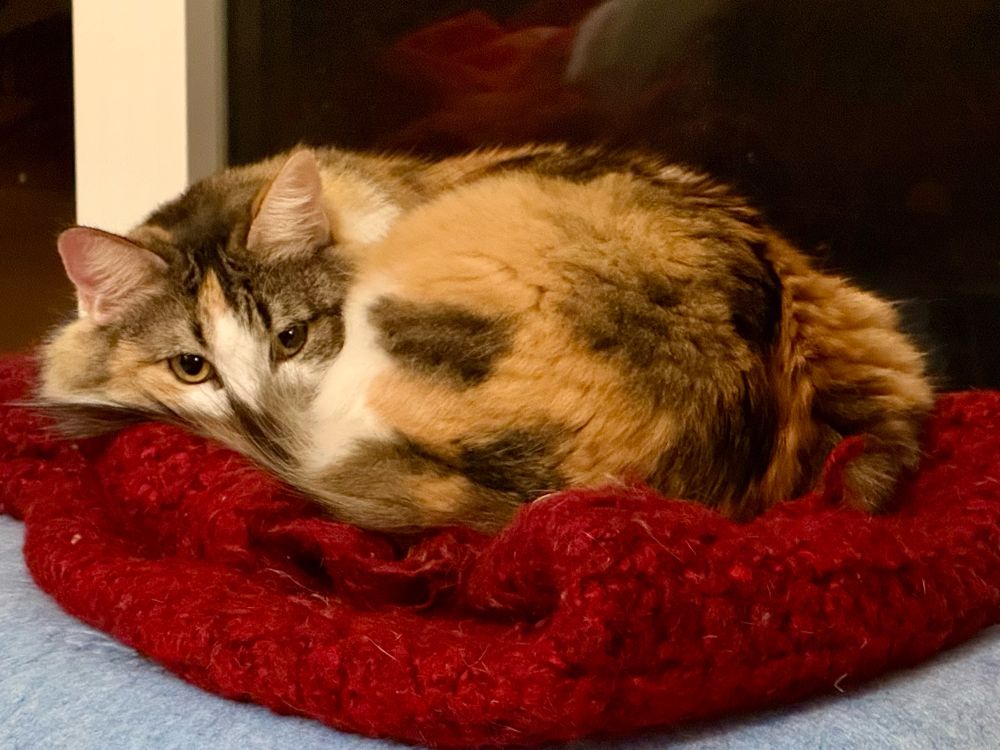 A floofy muppet cat occupies a blanket with supreme satisfaction. This blanket is hers, not yours, and all is right with the world. 
