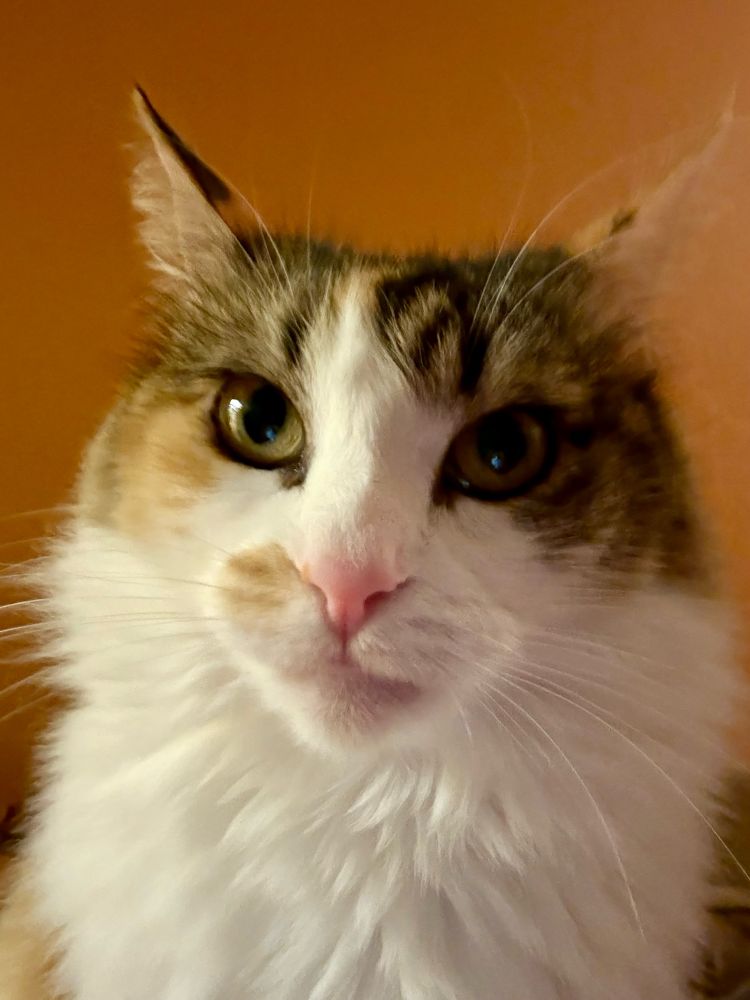 A floofy muppet of a cat looks calmly at the camera, her tranquil expression belying the madcap shenanigans that will soon ensue. 