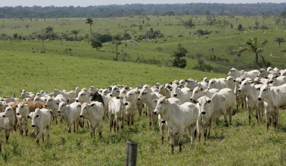 Mais de 90% do desmatamento da Amazônia é para abertura de pastagem, diz MapBiomas