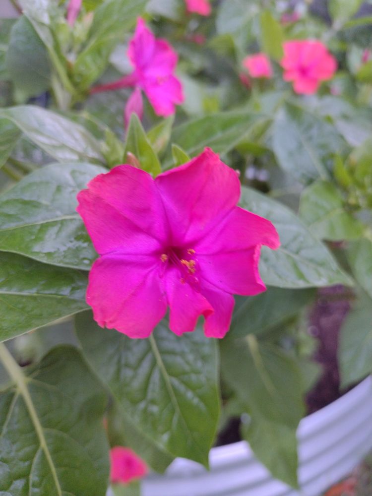Bright pink four o'clock flowers 
