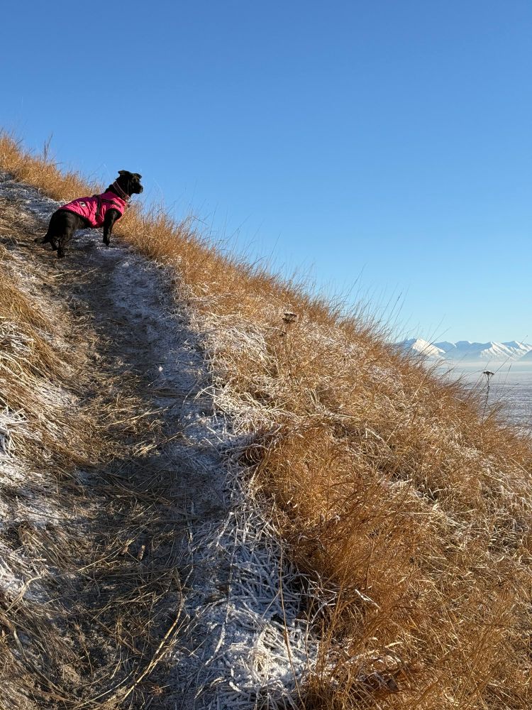 Steep trail overlooking Cook Inlet and mountains