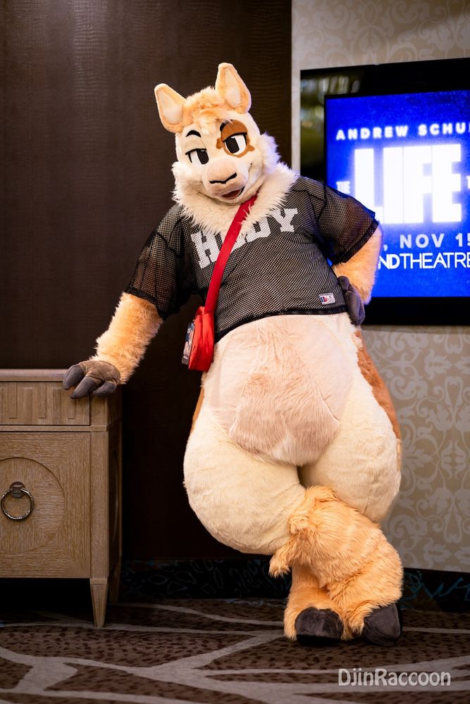 A fursuit photo of Olli Alpaca, taken by Djin Raccoon at BLFC 2024