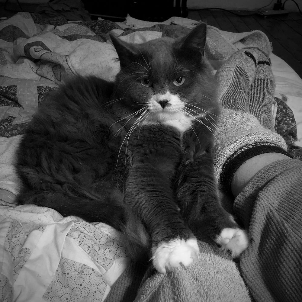 Black & white photo of a gray and white cat 