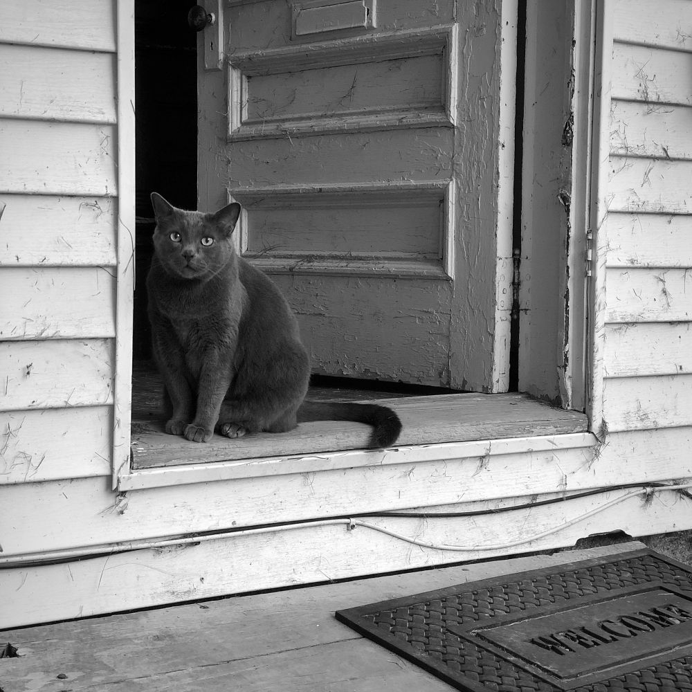 Black and white photo of my gray cat in a doorway 