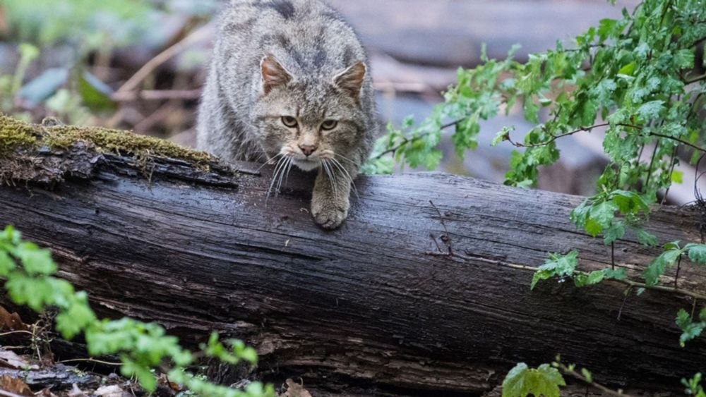 Was schleicht dort? Wildkatze breitet sich im Südwesten aus