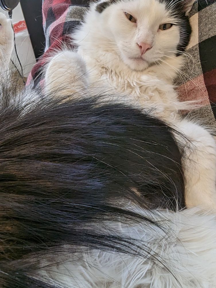 Cat laying with belly up on lap.