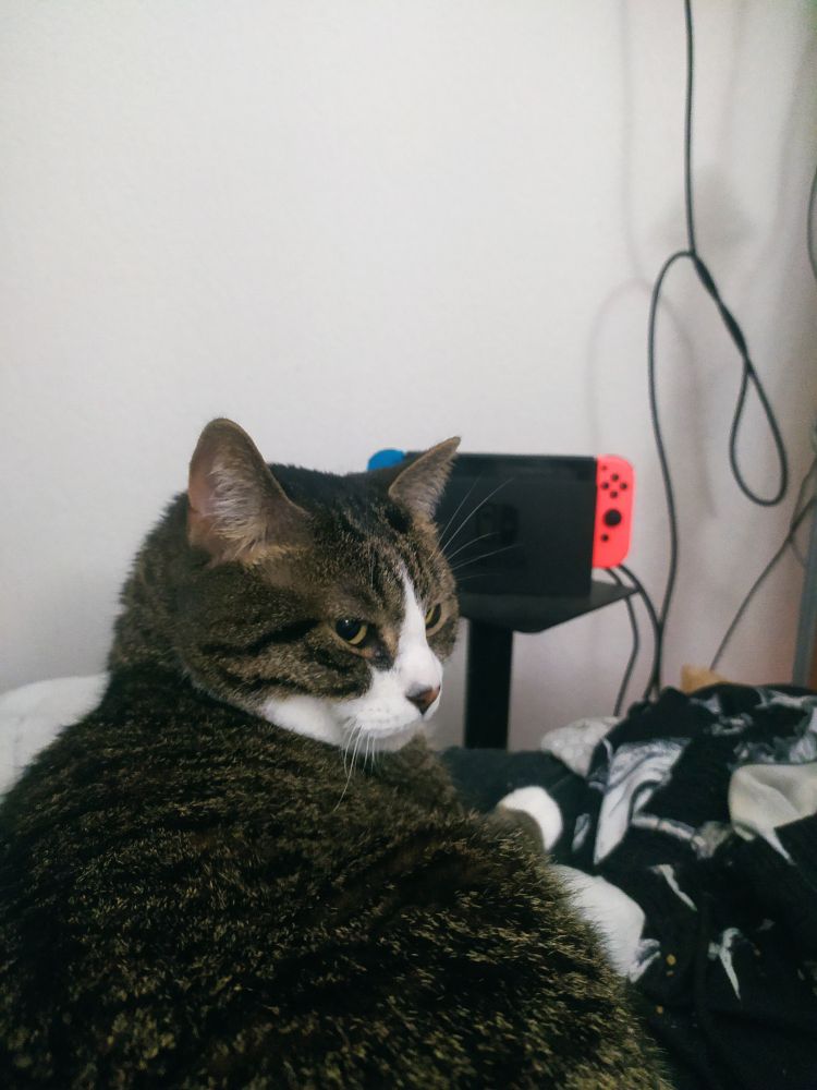 Mon chat Klaus allongé, c'est un chat européen au pelage rayé et avec le ventre, le cou et le museau blancs ainsi que des chaussettes blanches. il est sur mon lit et on voit ma Nintendo Switch derrière lui.