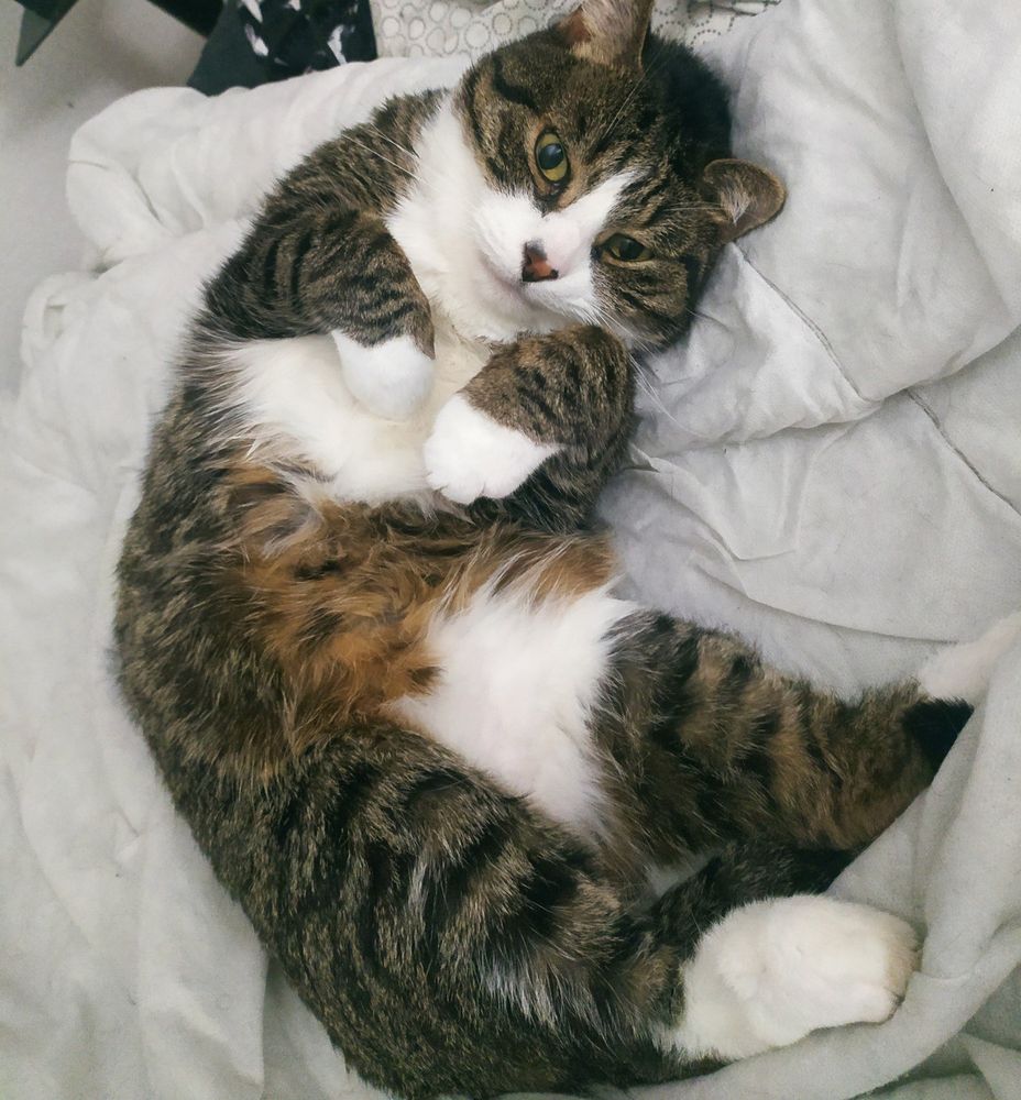 Mon chat Klaus allongé sur le dos, c'est un chat européen au pelage rayé et avec le ventre, le cou et le museau blancs ainsi que des chaussettes blanches.
