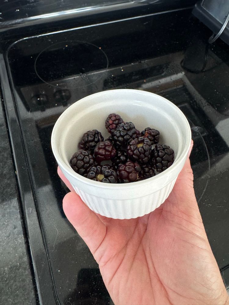 Photo of a small dish of home-grown blackberries