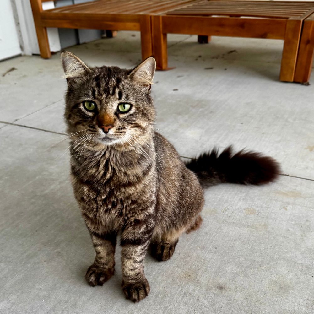 Photo of a fluffy gentleman-cat