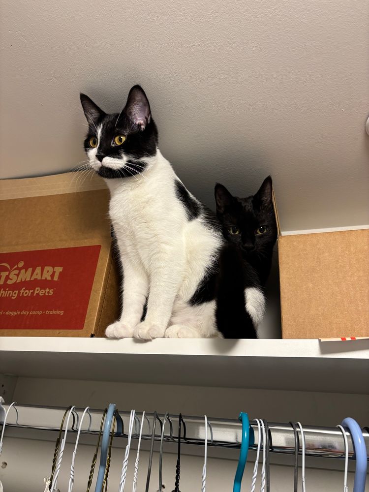 Black and white kitten sitting on the top shelf of a closet and a black kitten poking her head out from behind her, slightly different pose 