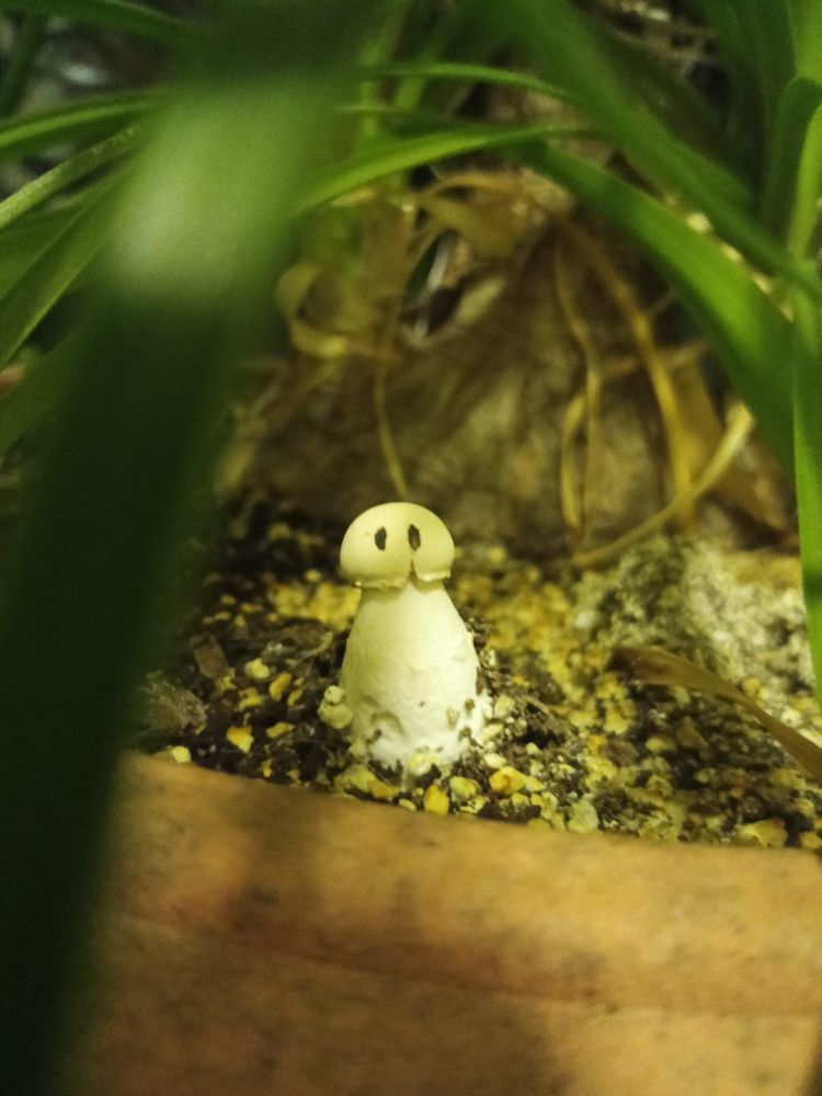 Amid a mess of leaves and gravel, a white mushroom, very much in the shape of a guy, with a head, shoulders and torso, though no arms. Also I've drawn eyes on him. 