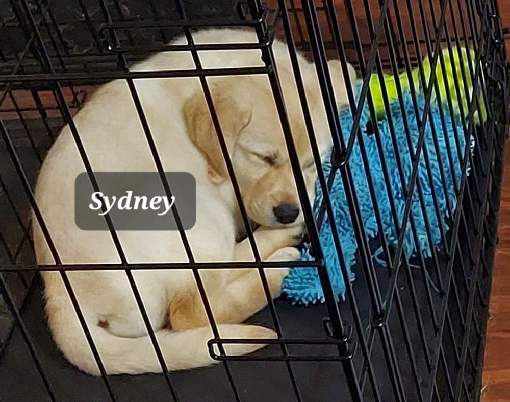 Yellow Lab puppy, snoozing.
